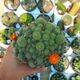 REBUTIA PULVINOSA, image 