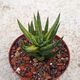 SANSEVIERIA FRANCISII YELLOW VARIEGATA, image 