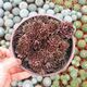 SEMPERVIVUM PLUM PARFAIT, image 