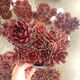 SEMPERVIVUM BIG SAM POWER GRENADE, image 