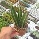 STAPELIA GRANDIFLORA, image 