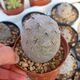 TEPHROCACTUS GEOMETRICUS CHOCOLATE PURPLE FORM, image 