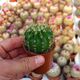 ACANTHOCALYCIUM VIOLACEUM, image 