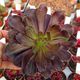 AEONIUM INK PAINTING, image 
