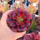 AEONIUM MEDUSA, image 