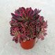 AEONIUM PINK WITCH, image 