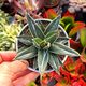 AGAVE VICTORIAE-REGINAE, image 