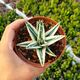 AGAVE WHITE RHINO, image 
