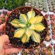 AGAVE ISTHMENSIS VARIEGATA, image 