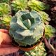 AGAVE POTATORUM V. JAPAN, image 