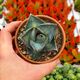 AGAVE PUMILA, image 