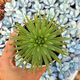AGAVE STRICTA NANA, image 