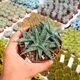 ALOE DESCOINGSII (CITES APPENDIX I), image 