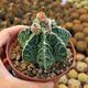 ASTROPHYTUM MYRIOSTIGMA NUDUM FUKURYU, image 