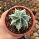 ASTROPHYTUM MYRIOSTIGMA FUKURYU, image 