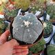 ASTROPHYTUM MYRIOSTIGMA KIKKO, image 