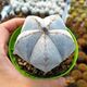ASTROPHYTUM MYRIOSTIGMA CV. ONZUKA, image 