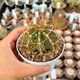 ASTROPHYTUM ORNATUM FUKURYU HAKU JO, image 