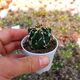 ASTROPHYTUM ORNATUM FUKURYU, image 