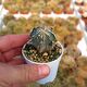 ASTROPHYTUM ORNATUM FUKURYU HANIA, image 