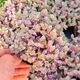 CALLISIA REPENS PINK LADY, image 