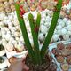 CLEISTOCACTUS SAMAIPATANUS, image 