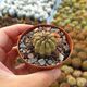 COPIAPOA BRIDGESII, image 