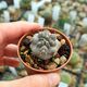 COPIAPOA COQUIMBANA, image 