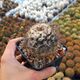 COPIAPOA ESMERALDANA, image 