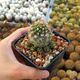 COPIAPOA HUMILIS, image 