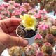 COPIAPOA HUMILIS, image 