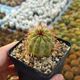 COPIAPOA SERPENTISULCATA, image 