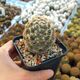 CORYPHANTHA COMPACTA, image 
