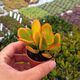 CRASSULA PORTULACEA TRICOLOR, image 