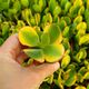 CRASSULA PORTULACEA AUREA VARIEGATA, image 