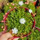 DELOSPERMA ALBA, image 