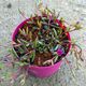 DELOSPERMA DESERT DANCERS PURPLE, image 