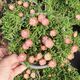 DELOSPERMA ICE CREAM SALMON, image 