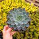ECHEVERIA HERA, image 