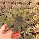 ECHEVERIA MENSA, image 