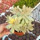 ECHEVERIA MINIBELLE VARIEGATA, image 