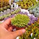 ECHEVERIA AGAVOIDES CRISTATA, image 