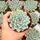 ECHEVERIA APUS, image 