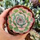 ECHEVERIA CHIHUAHUAENSIS, image 