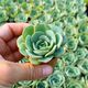 ECHEVERIA NUBIA, image 