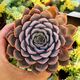 ECHEVERIA ORION, image 