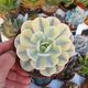 ECHEVERIA RUNYONII VARIEGATA, image 