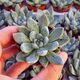 ECHEVERIA TOLIMANENSIS, image 