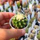 ECHINOCACTUS GRUSONII INERMIS, image 