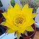 ECHINOPSIS OBREPANDA, image 